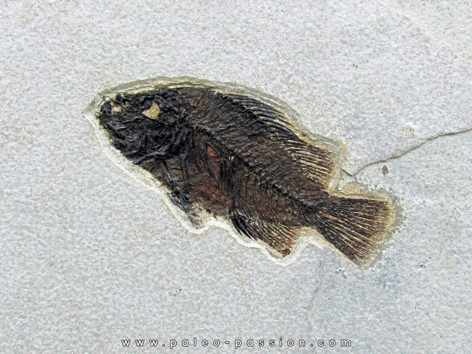 Cockerellites liops Cockerellites liops