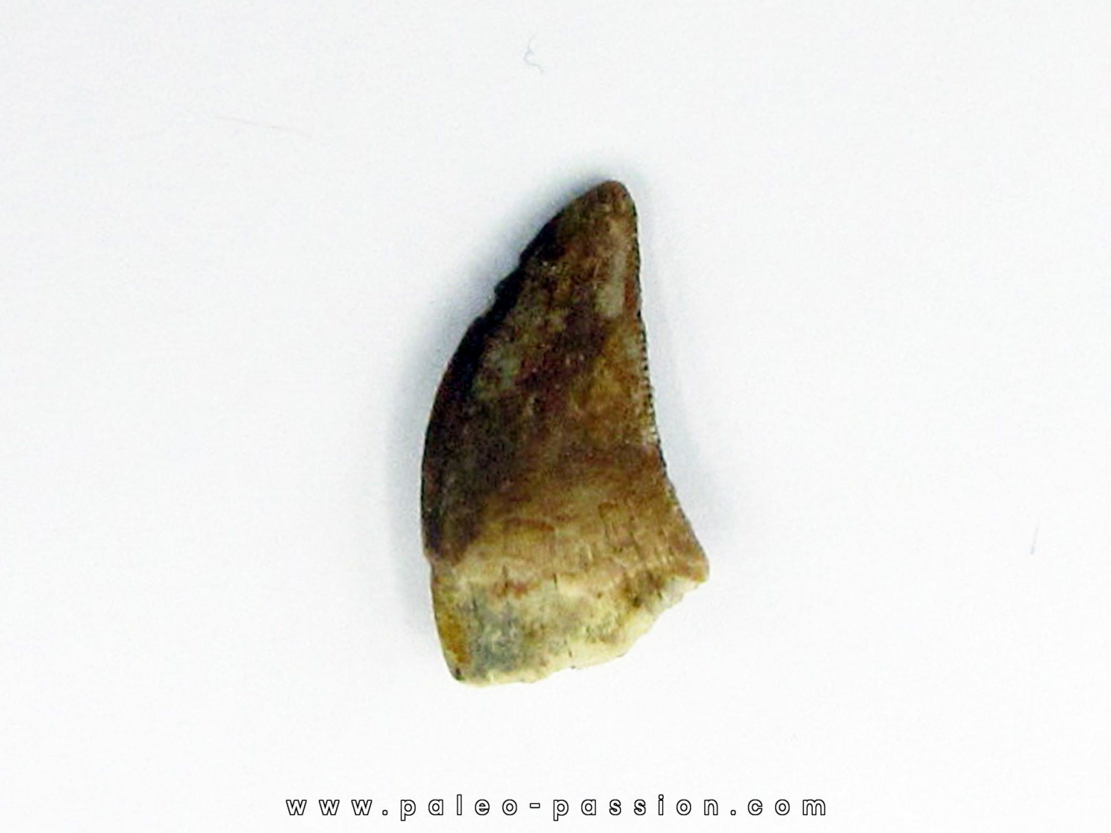 dromaeosaurus teeth