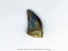 dinosaur tooth raptor: dromaeosaurus dinosaur tooth raptor: dromaeosaurus