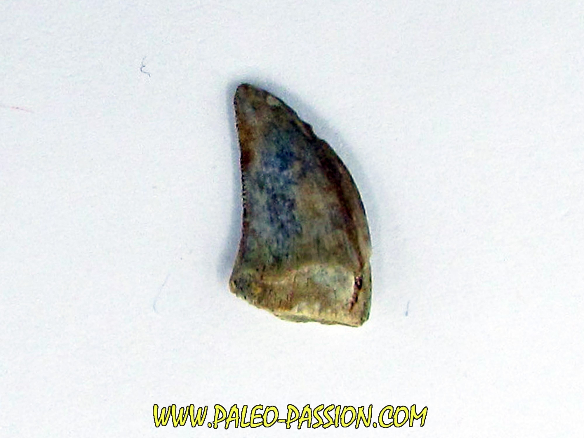 dromaeosaurus fossil