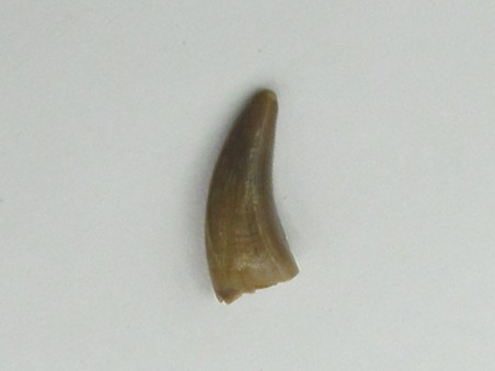 dinosaur tooth raptor: Saurornitholestes langstoni