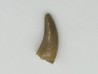 dinosaur tooth raptor: Saurornitholestes langstoni