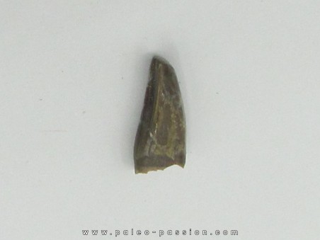 dinosaur tooth raptor: Archeoraptor temertyorum