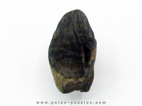 dinosaure tooth: TRICERATOPS HORRIDUS