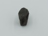 dinosaure tooth: TRICERATOPS HORRIDUS