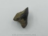 dinosaure tooth: TRICERATOPS HORRIDUS