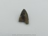 dinosaure tooth: TRICERATOPS HORRIDUS
