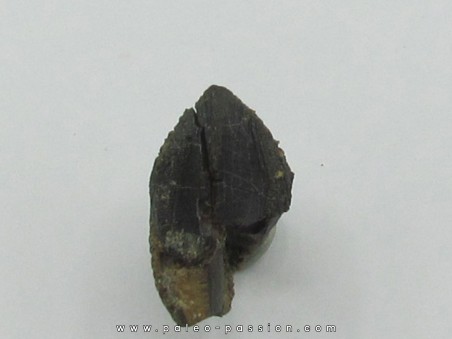 dinosaure tooth: TRICERATOPS HORRIDUS