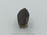 dinosaure tooth: TRICERATOPS HORRIDUS