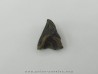 dinosaure tooth: TRICERATOPS HORRIDUS