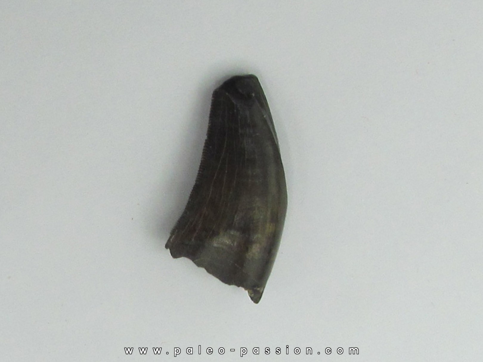 Nanotyrannus lancensis Nanotyrannus lancensis