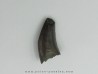 Nanotyrannus lancensis Nanotyrannus lancensis