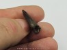 Nanotyrannus lancensis Nanotyrannus lancensis
