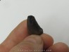 Nanotyrannus lancensis Nanotyrannus lancensis