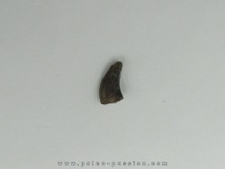 Kilestus aristotocus