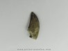 dent de : Tyrannosaure sp.