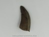 dent de : Tyrannosaure sp.