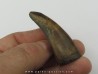 dent de : Tyrannosaure rex
