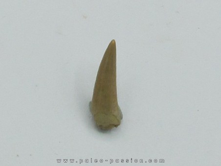 dinosaur tooth: Richardoestesia gilmorei