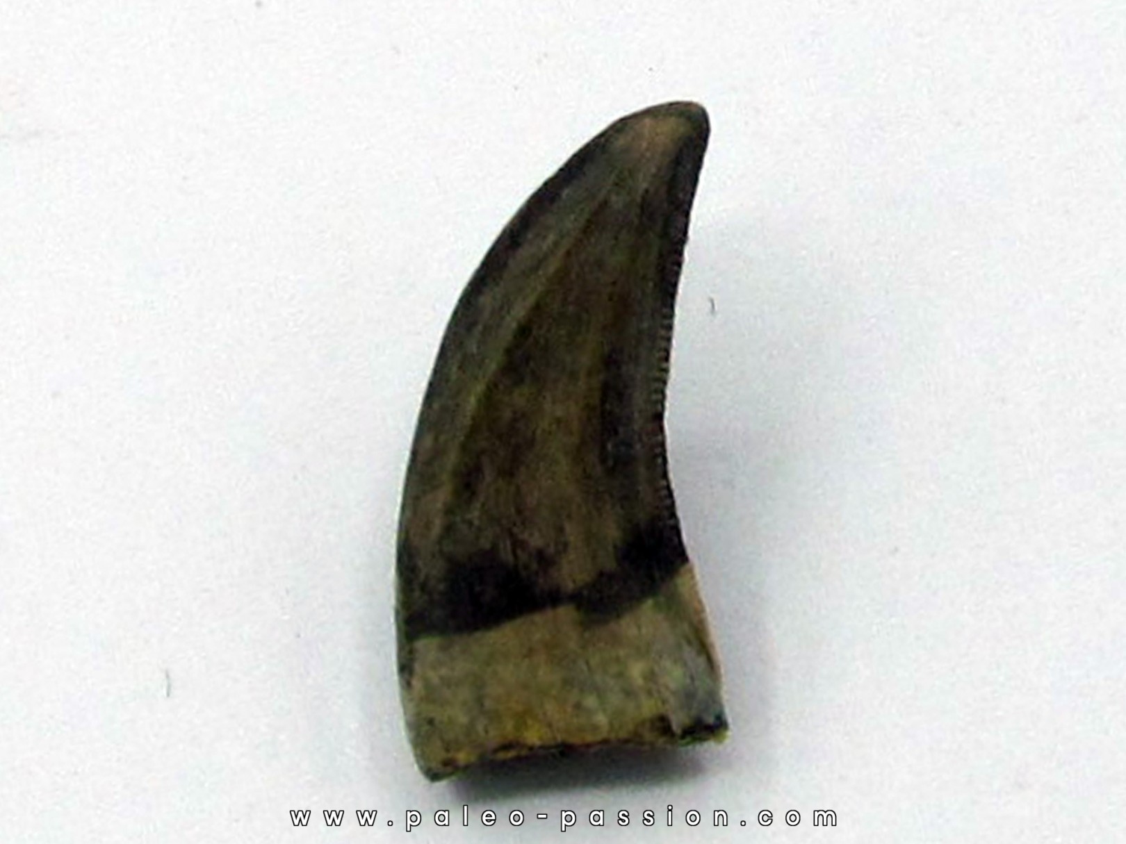 50 tooth dinosaur