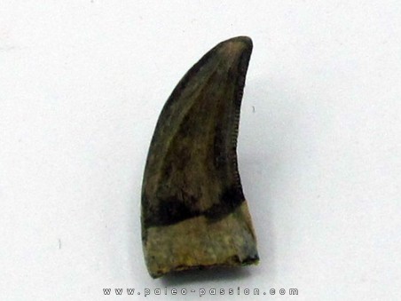 dinosaur tooth: Paronychodon lacustris
