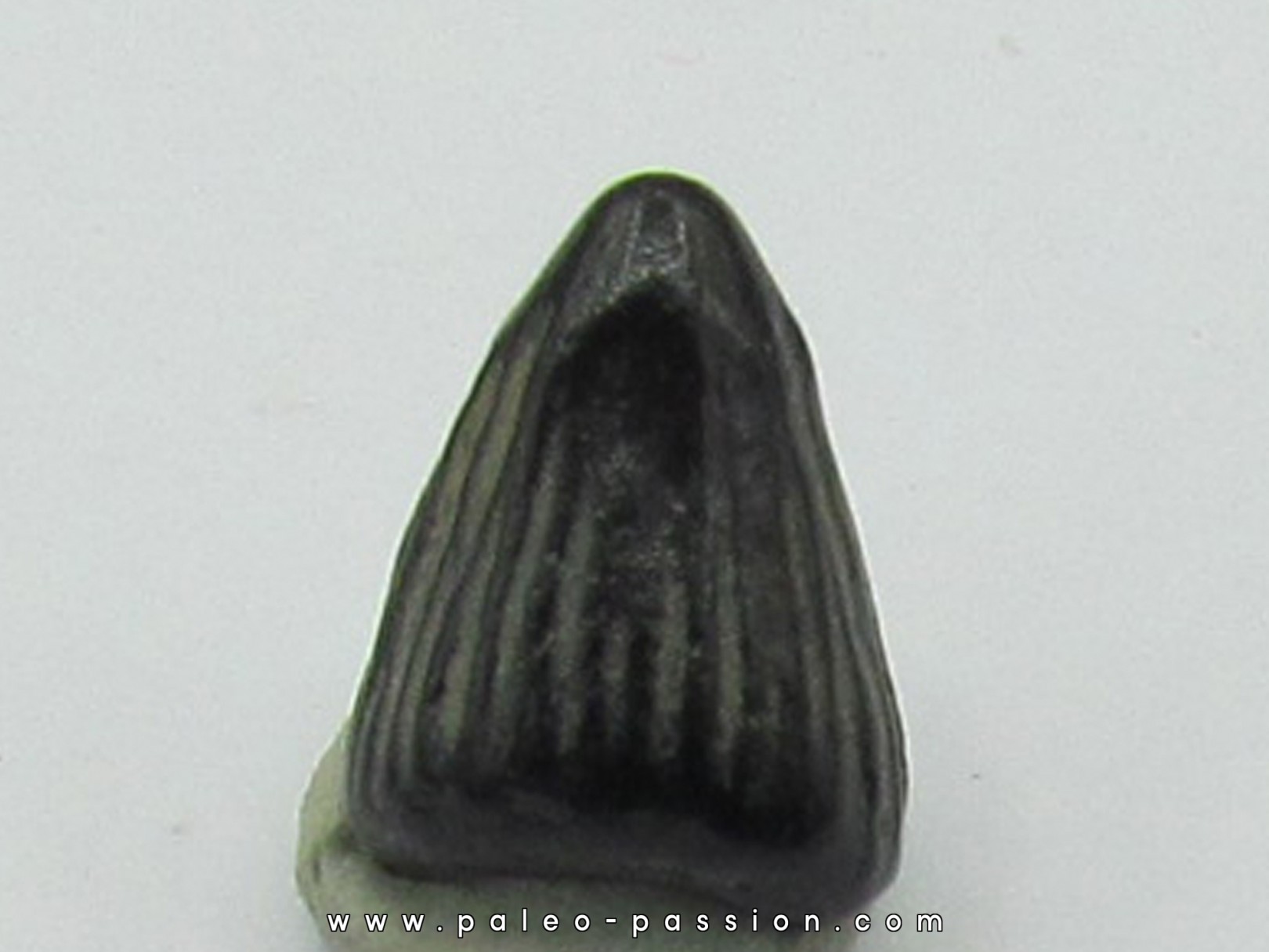 ichthyosaur tooth :  Platypterygius sp. ichthyosaur tooth :  Platypterygius sp.