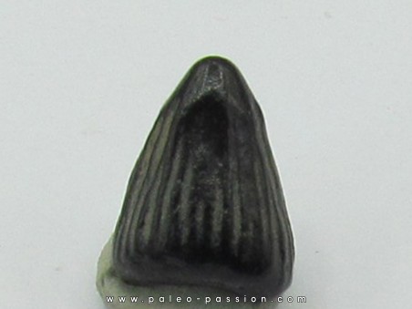 ichthyosaur tooth :  Platypterygius sp.