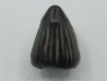 ichthyosaur tooth :  Platypterygius sp. ichthyosaur tooth :  Platypterygius sp.