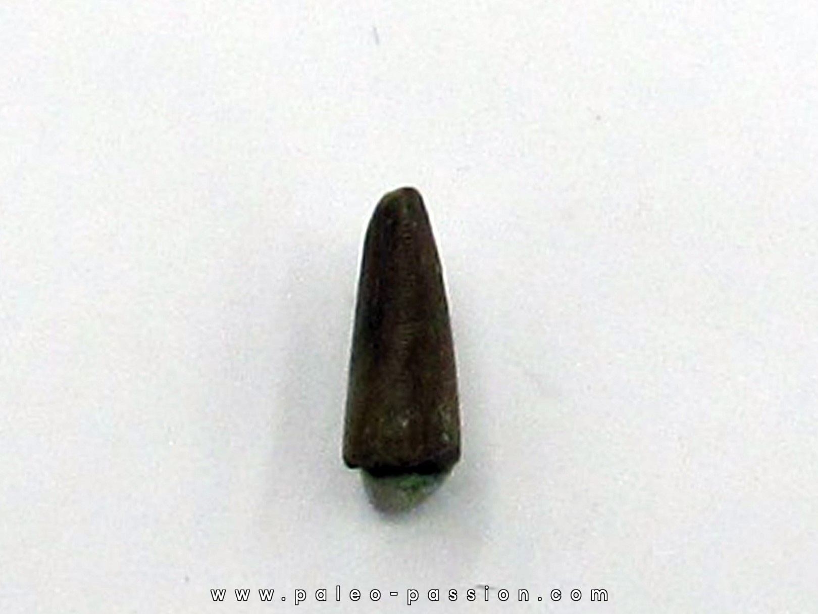 Kilestus aristotocus