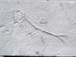 unprepared fossil fish KNIGHTIA