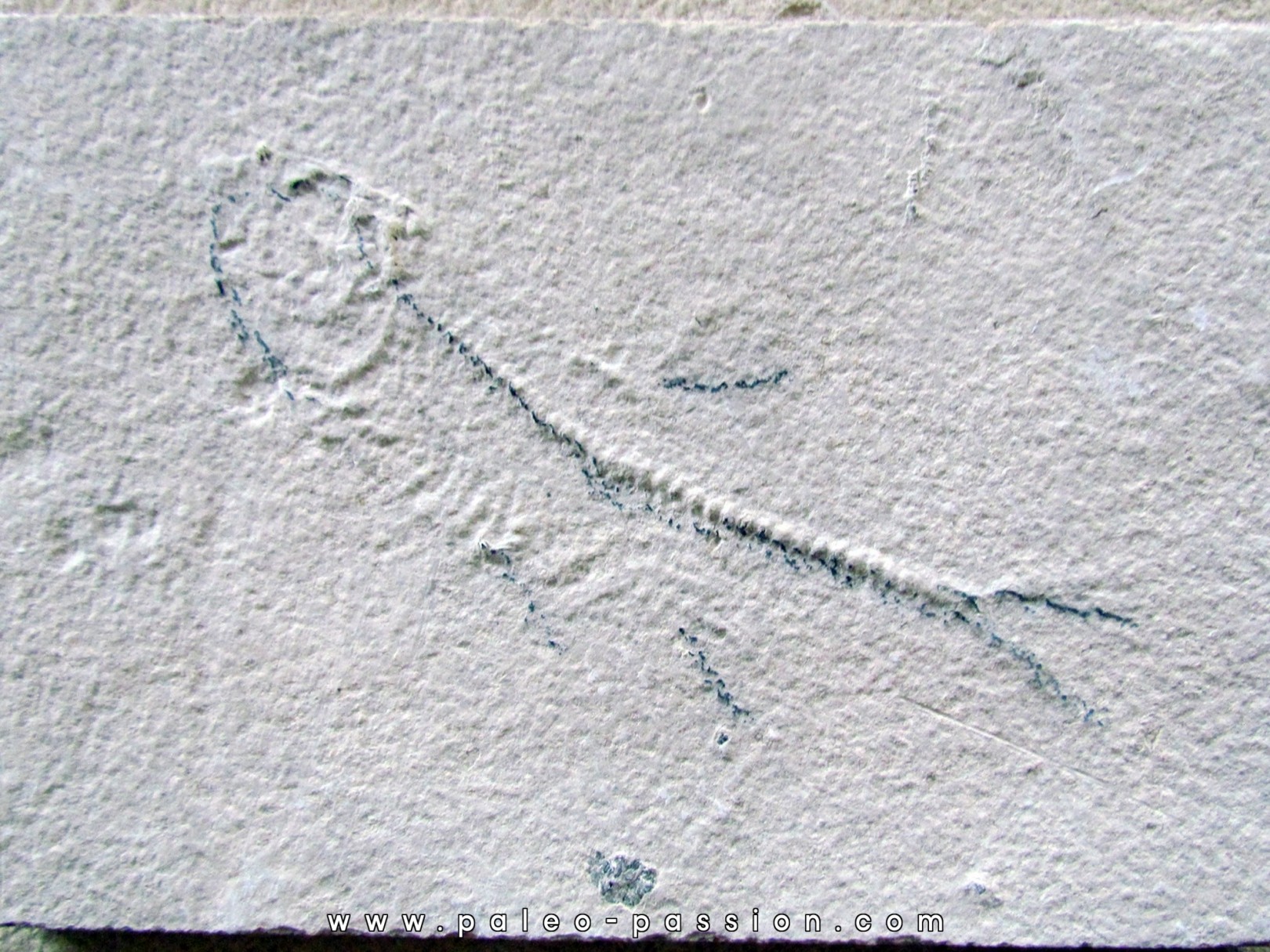 unprepared fossil fish KNIGHTIA unprepared fossil fish KNIGHTIA
