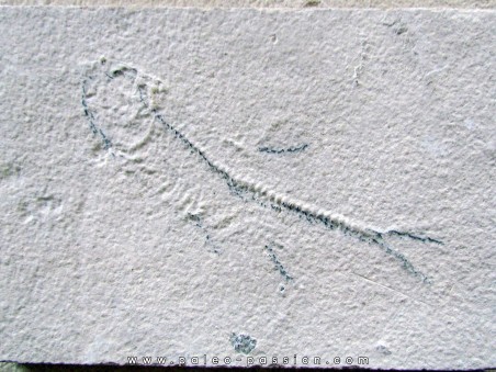 poisson fossile a degager - KNIGHTIA