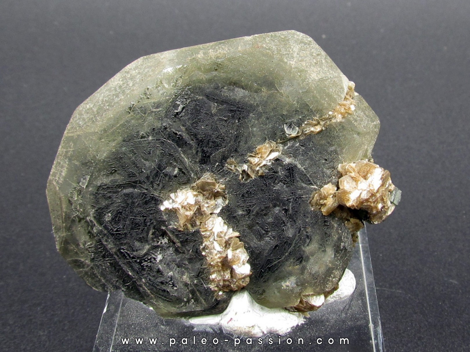 Apatite sur Muscovite - Minas Gerais - Bresil Apatite sur Muscovite - Minas Gerais - Bresil