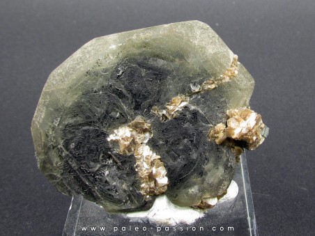 Apatite and Muscovite - Minas Gerais - Brasil