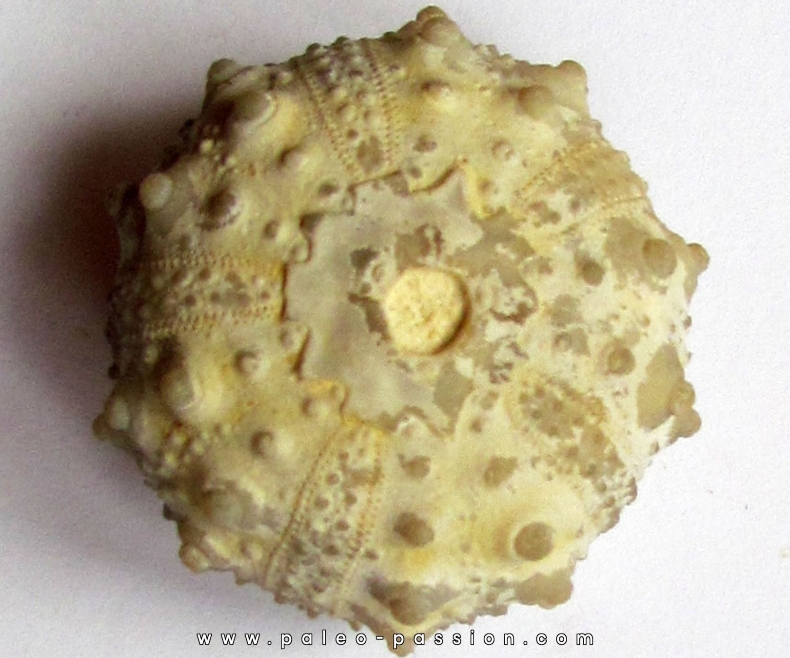 oursin GONIOPYGUS COUTINI oursin GONIOPYGUS COUTINI