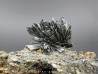 Stibine sur Pyrite  Boldut, Cavnic, Roumanie