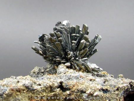 Stibine sur Pyrite  Boldut, Cavnic, Roumanie