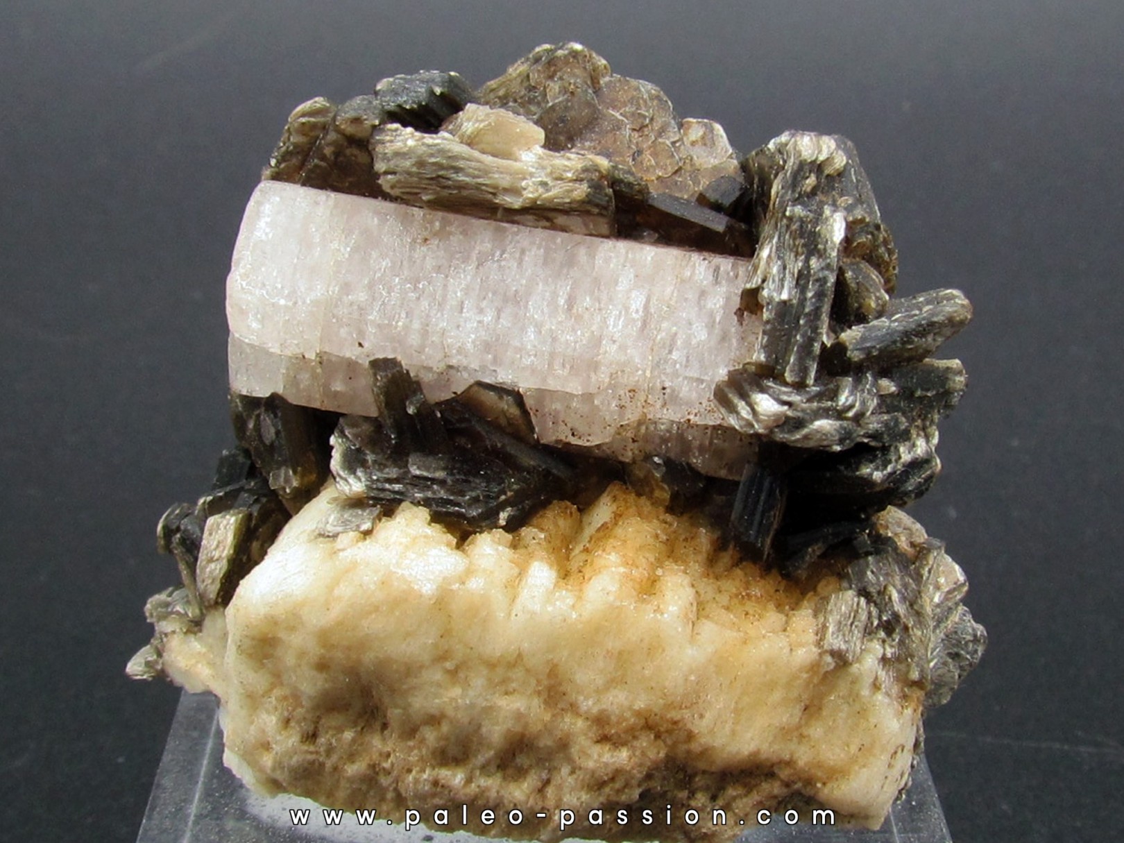 Apatite sur Muscovite - Gilgit Division – PAKISTAN Apatite sur Muscovite - Gilgit Division – PAKISTAN