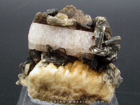 Apatite sur Muscovite - Gilgit Division – PAKISTAN