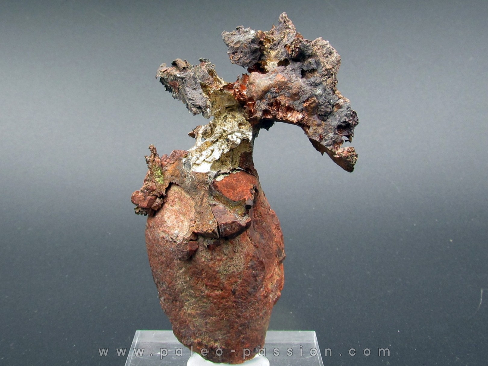 Argent natif & Cuivre natif - Hougton, Michigan, USA Argent natif & Cuivre natif - Hougton, Michigan, USA