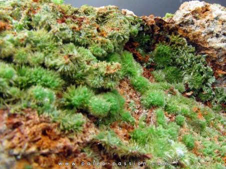 Pyromorphite  from Saint Salvy