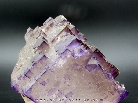 Fluorine violette du Maroc