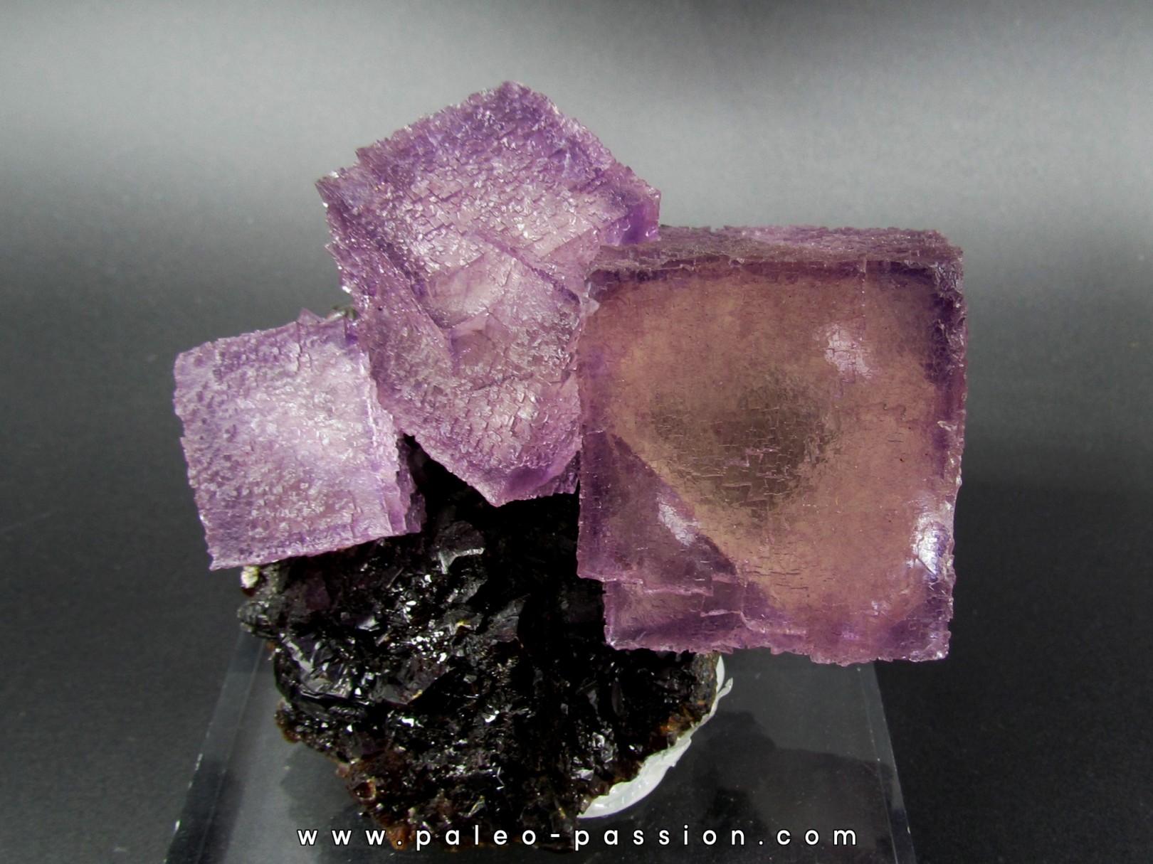 purpple fluorine violette on sphalerite - elmwood USA purpple fluorine violette on sphalerite - elmwood USA