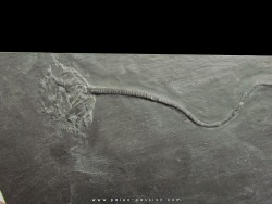 CODIACRINUS SCHULTZEI