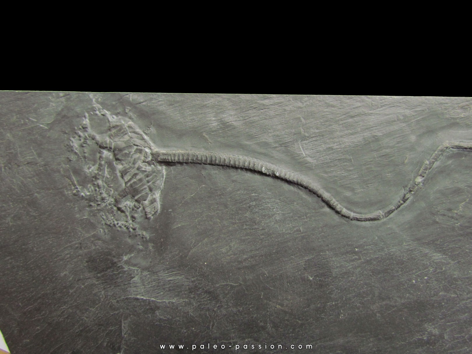 CODIACRINUS SCHULTZEI CODIACRINUS SCHULTZEI