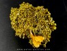 Pyromorphite "mustard touch"  Les Farges, France