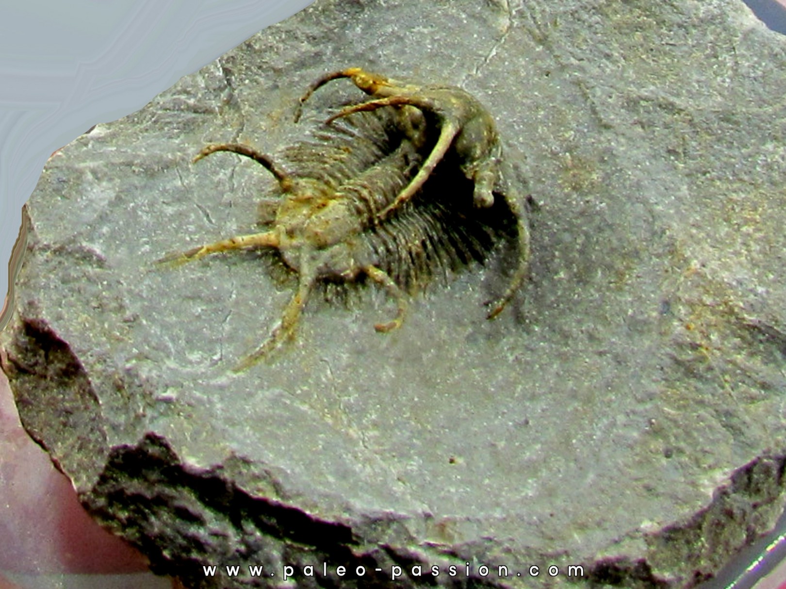 Ceratarges koumalii Ceratarges koumalii