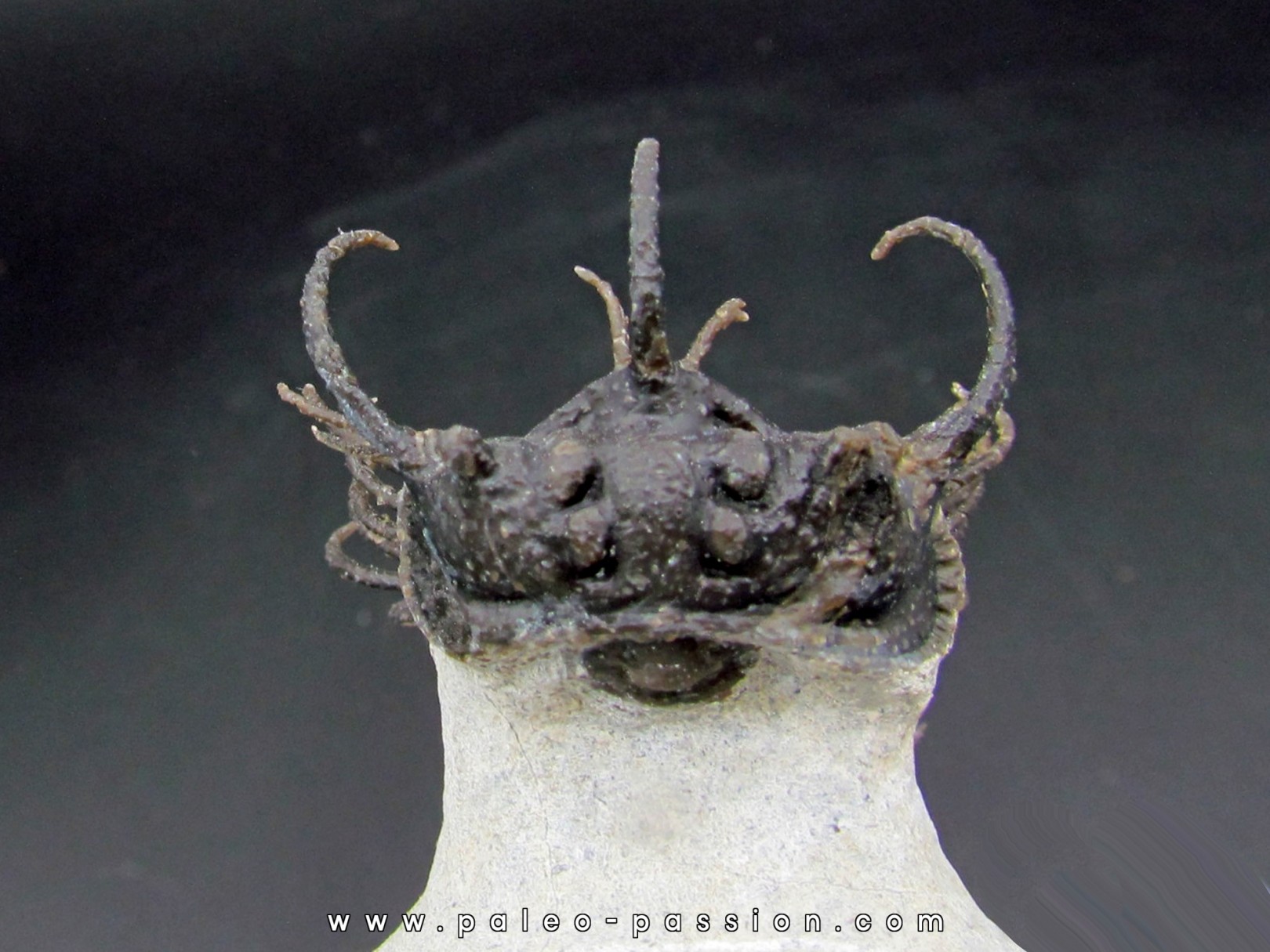 Koneprusia sp.  -  jbel Oufatene - Maroc Koneprusia sp.  -  jbel Oufatene - Maroc