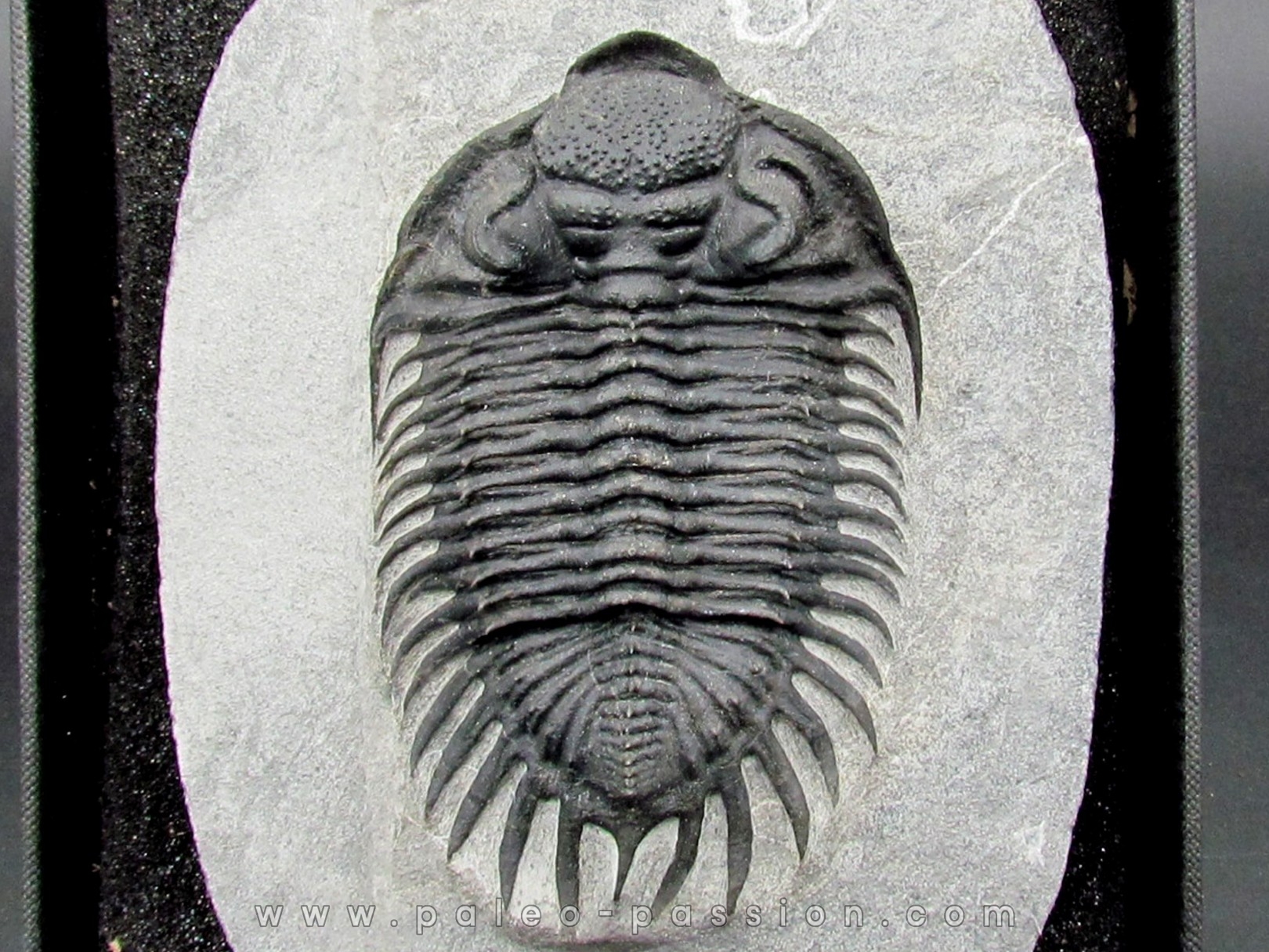 Saharops bensaidi -Bou Lachrhal - Morocco Saharops bensaidi -Bou Lachrhal - Morocco