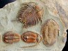 Foulonia sp. - Asaphellus - Euloma sp.  ordovician , Morocco